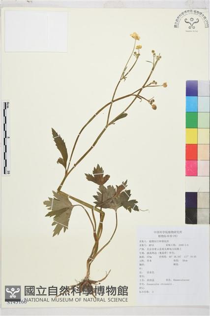 茴茴蒜藏品圖，第1張