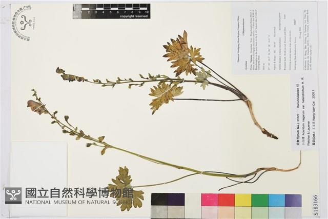 小白撐藏品圖，第1張