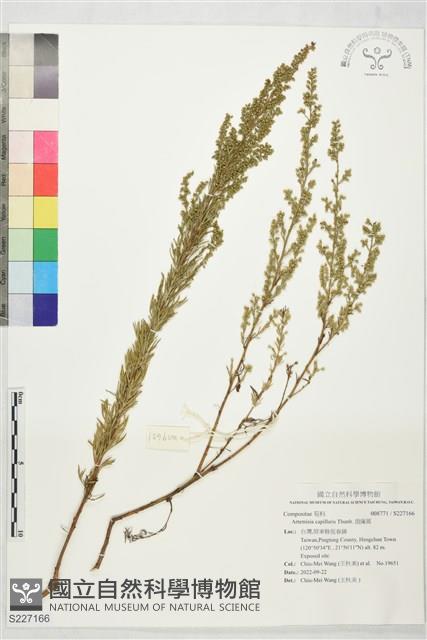 茵蔯蒿藏品圖，第1張