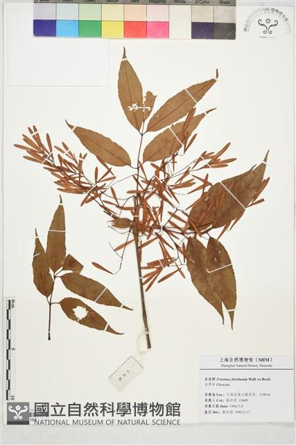 多花白蜡樹藏品圖，第1張