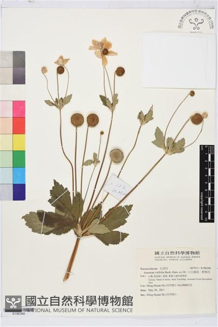 小白頭翁、野棉花藏品圖，第1張