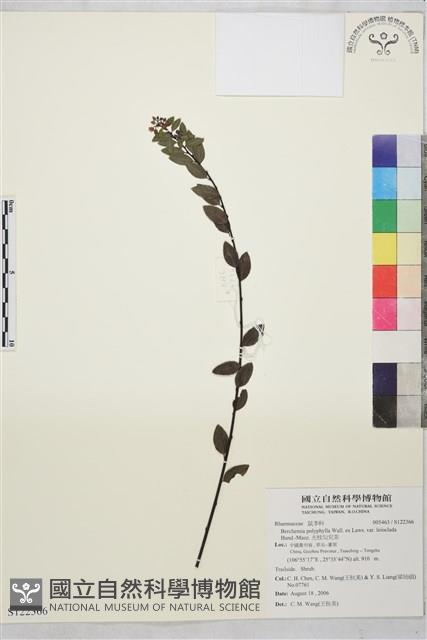 光枝勾兒茶藏品圖，第1張