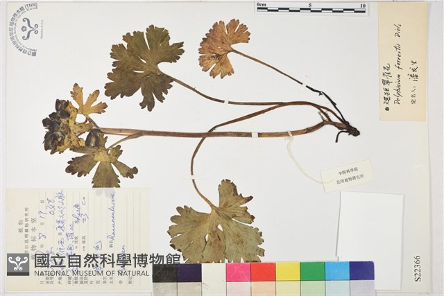 短距翠雀花藏品圖，第1張