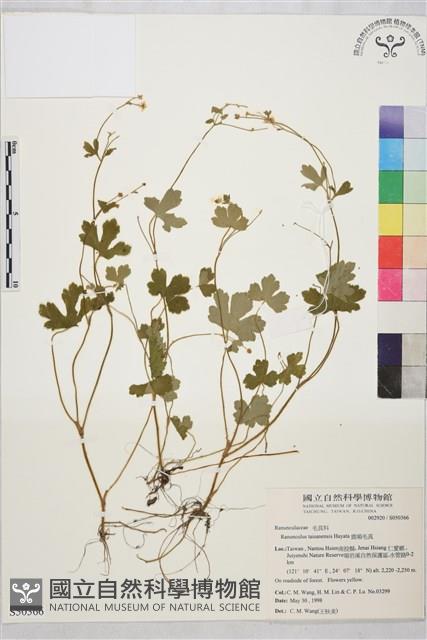 鹿場毛茛藏品圖，第1張