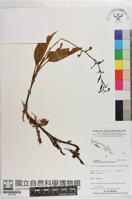 白點伴蘭藏品圖，第1張