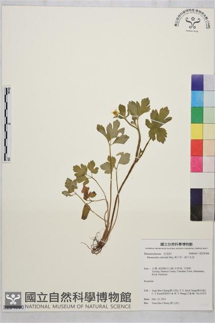 辣子草、揚子毛茛藏品圖，第1張