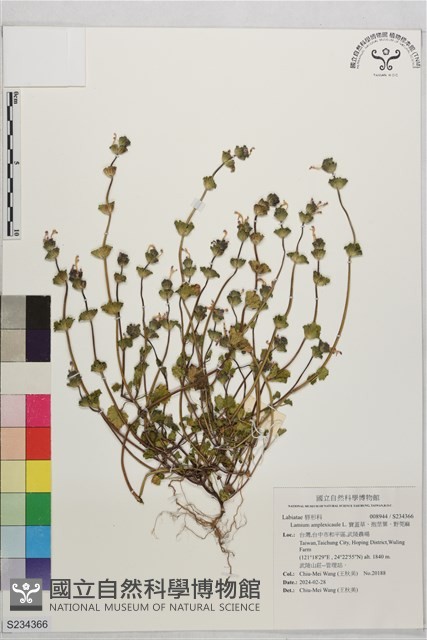寶蓋草、抱莖葉、野莞麻藏品圖，第1張