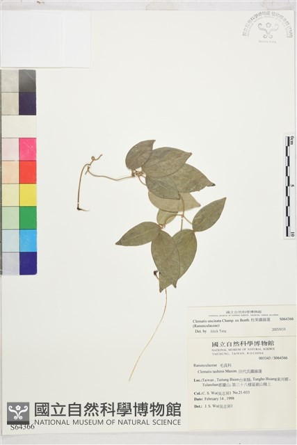 柱果鐵線蓮藏品圖，第2張