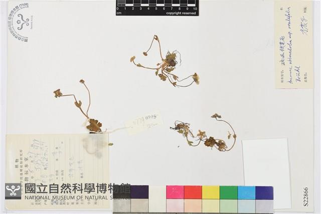 疏齒銀蓮花藏品圖，第1張