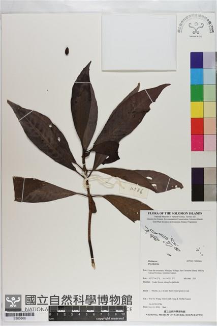 登錄號:S200866藏品圖，第1張