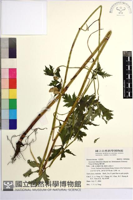 蔓烏頭藏品圖，第1張