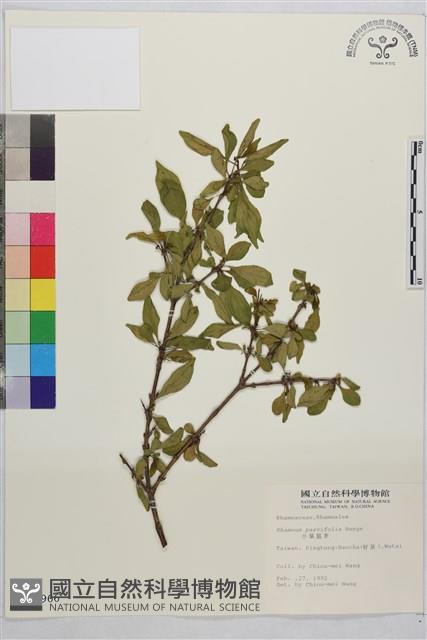 小葉鼠李藏品圖，第1張