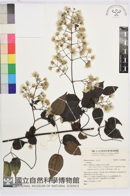 登錄號:S196966藏品圖，第1張