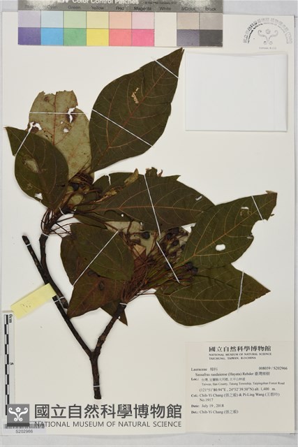 臺灣擦樹藏品圖，第1張