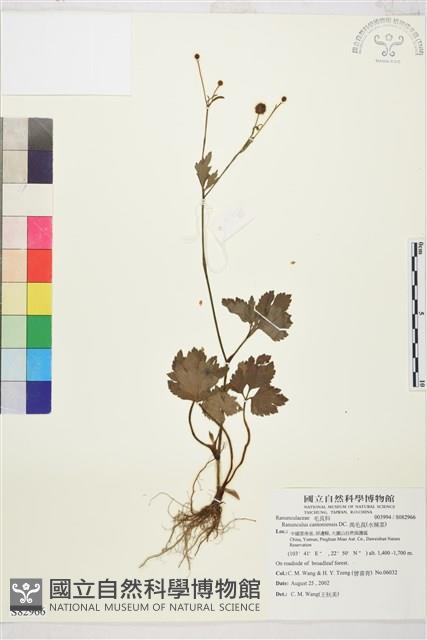 水辣菜、禺毛茛藏品圖，第1張