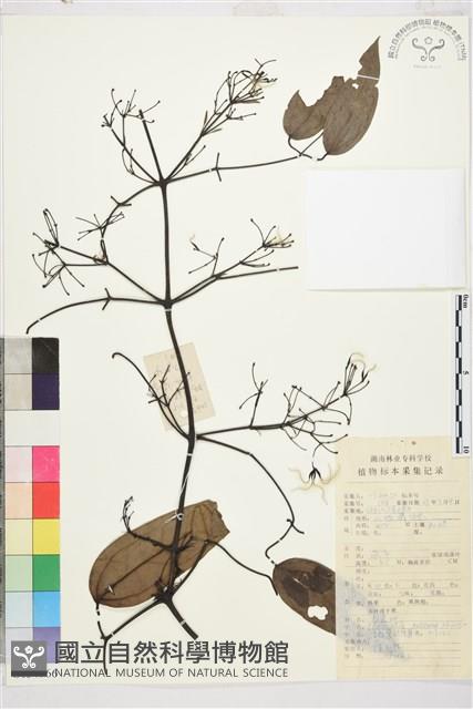 鈍萼鐵線蓮藏品圖，第1張