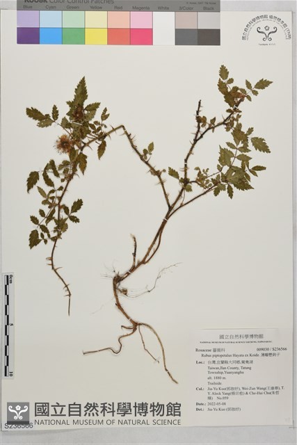 薄瓣懸鉤子藏品圖，第1張