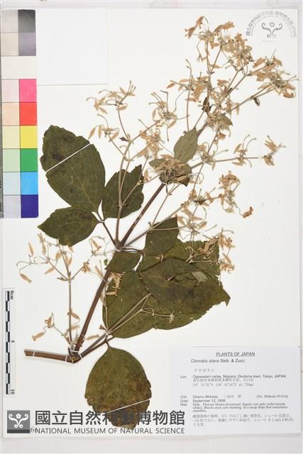 登錄號:S143566藏品圖，第1張