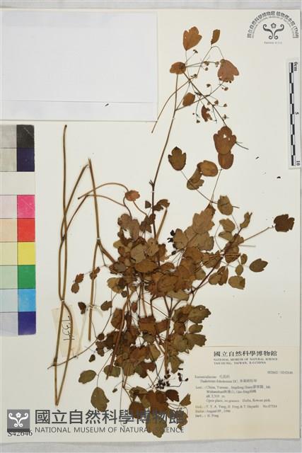 多葉唐松草藏品圖，第1張