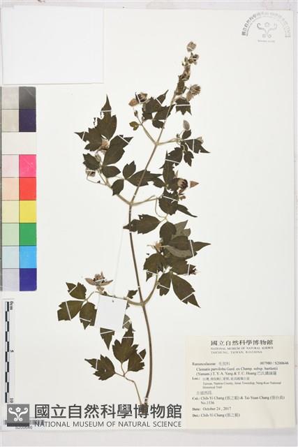 巴氏鐵線蓮藏品圖，第1張