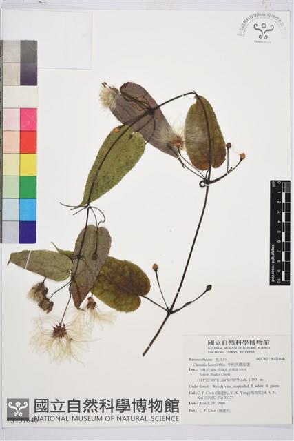 亨利氏鐵線蓮藏品圖，第1張