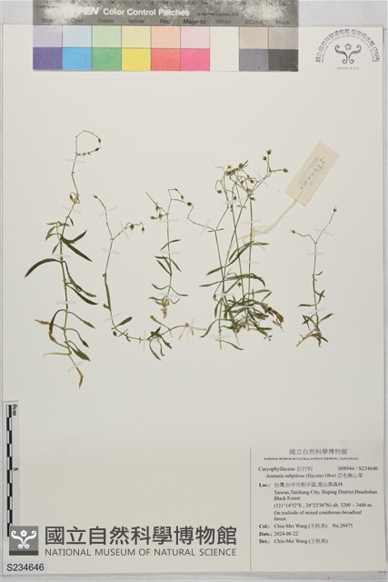 亞毛無心菜藏品圖，第1張