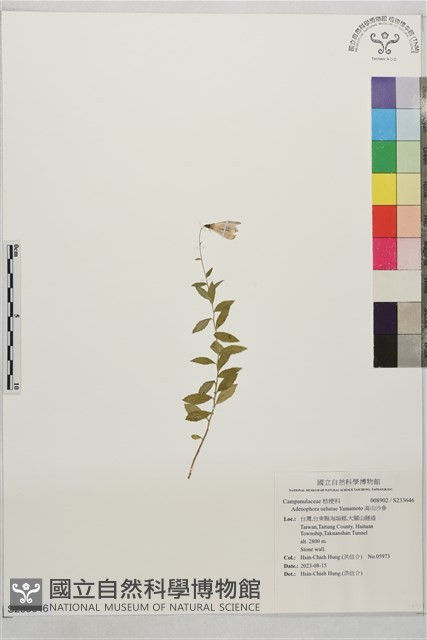 高山沙參藏品圖，第1張