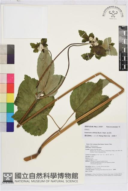 小白頭翁、野棉花藏品圖，第1張