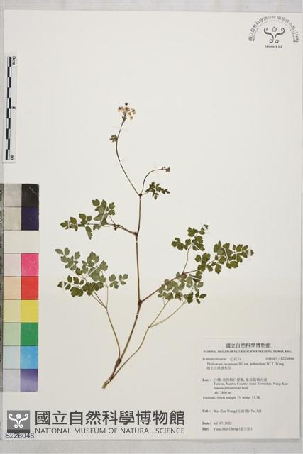 微毛爪哇唐松草藏品圖，第1張