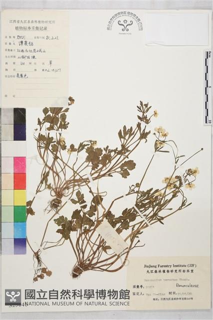 小毛茛藏品圖，第1張