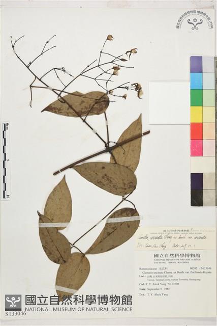 Accession Number:S133046 Collection Image