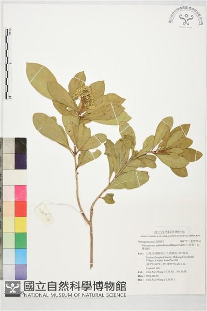 七里香、台灣海桐藏品圖，第1張