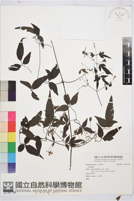 田村氏鐵線蓮藏品圖，第1張