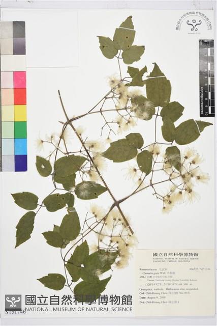 串鼻龍藏品圖，第1張