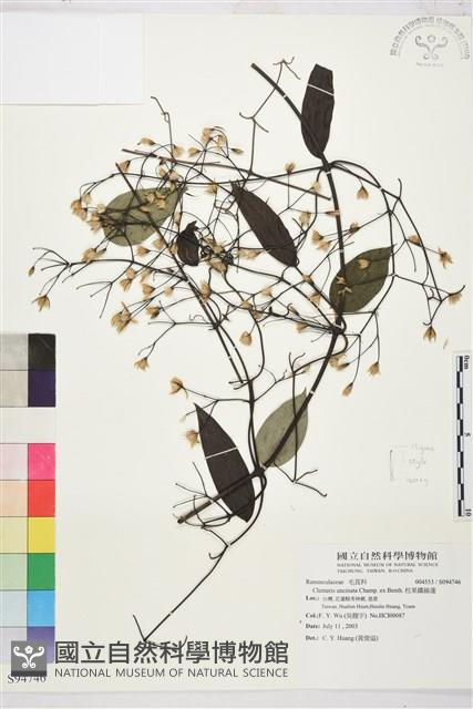 柱果鐵線蓮藏品圖，第2張