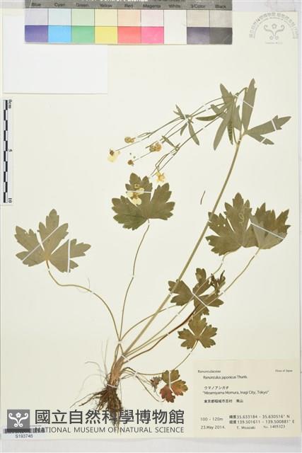 毛茛藏品圖，第1張