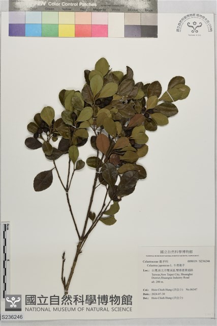 冬青衛矛藏品圖，第1張