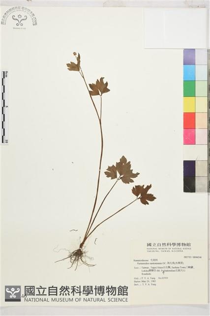 水辣菜、禺毛茛藏品圖，第1張