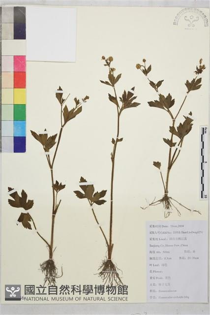 辣子草、揚子毛茛藏品圖，第1張