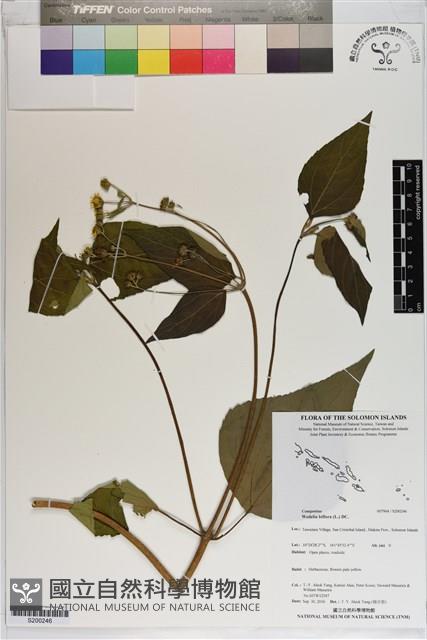雙花蟛蜞菊藏品圖，第1張