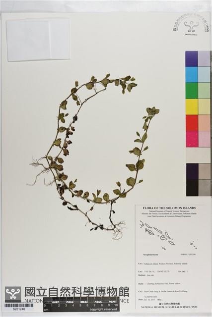 登錄號:S201246藏品圖，第1張