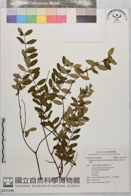 清水金絲桃藏品圖，第1張