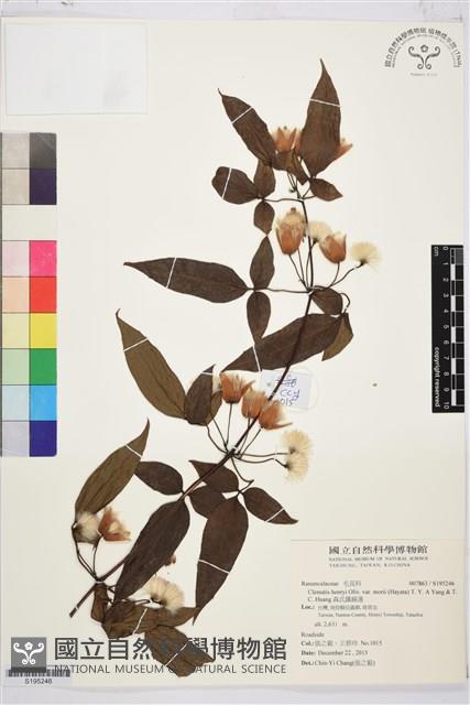 森氏鐵線蓮藏品圖，第1張