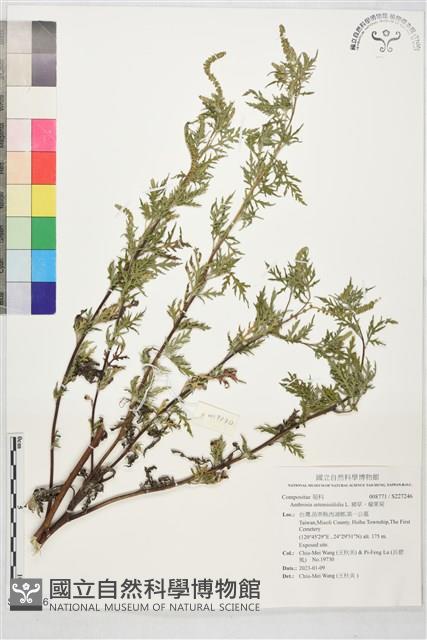 豬草、瘤果菊藏品圖，第1張