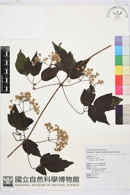 串鼻龍藏品圖，第1張