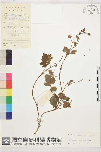 毛茛藏品圖，第1張