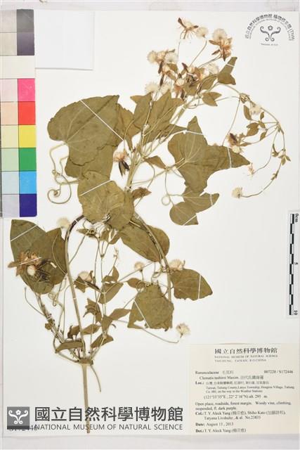 田代氏鐵線蓮藏品圖，第1張