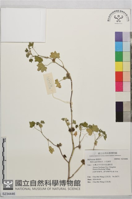 小花錦葵藏品圖，第1張