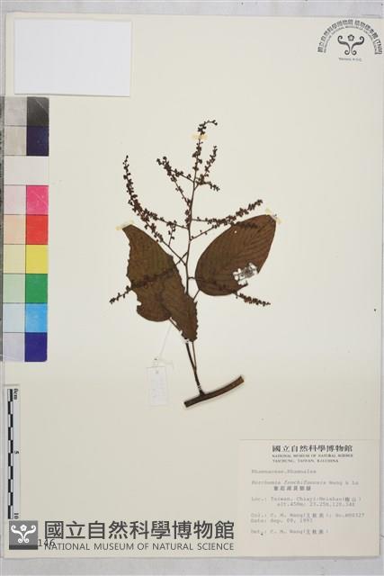 奮起湖黃鱔藤藏品圖，第1張