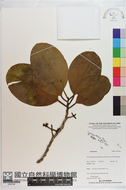 登錄號:S200146藏品圖，第1張